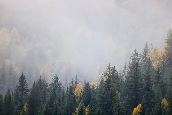 秋の霧の風景の森の山々 木々の景色霧 ストックフォト