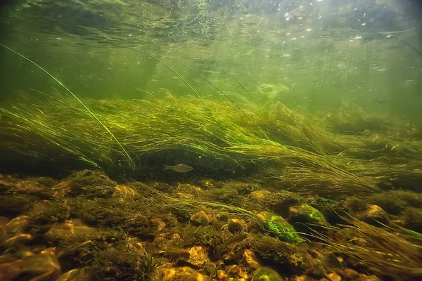 Зелені Водорості Під Водою Річці Пейзаж Річки Екологічна Природа Стокова Картинка