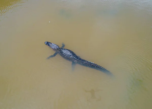 Aerial View Adult American Alligator Mobile Bay Alabama Gulf Coast — Foto de Stock