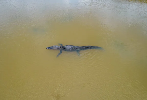 Aerial View Adult American Alligator Mobile Bay Alabama Gulf Coast — Foto de Stock