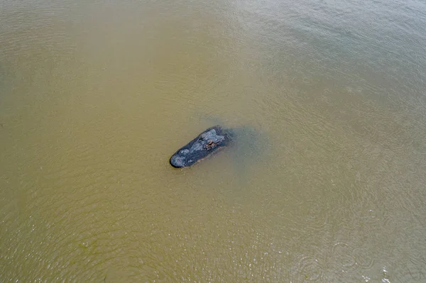 Aerial View Adult American Alligator Mobile Bay Alabama Gulf Coast — Stockfoto