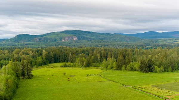 Rainier Dağı ve Washington Şelaleleri Haziran 2022 'de gün batımında. 