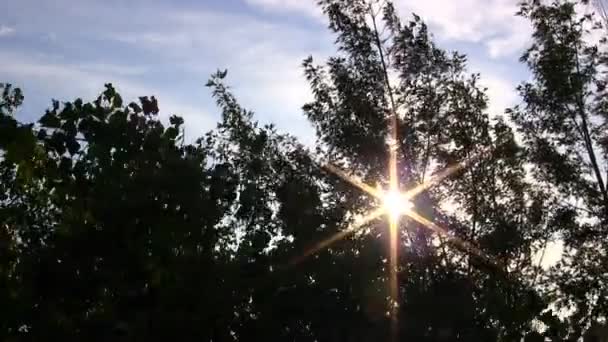 Árbol en la puesta del sol — Vídeos de Stock