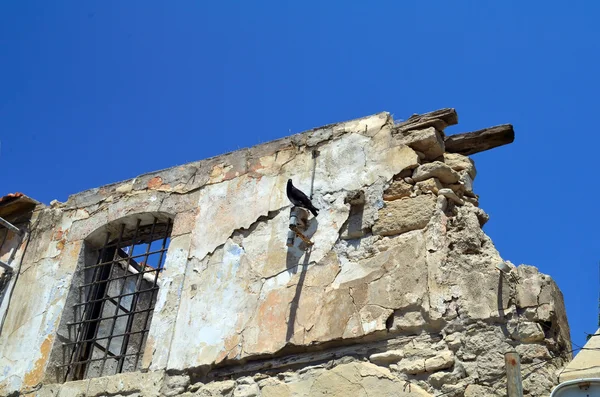 Pigeon on the ruins of the house — Stock Photo, Image