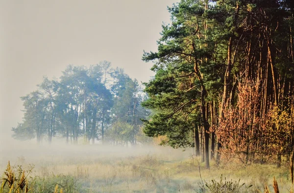 Floresta matinal — Fotografia de Stock