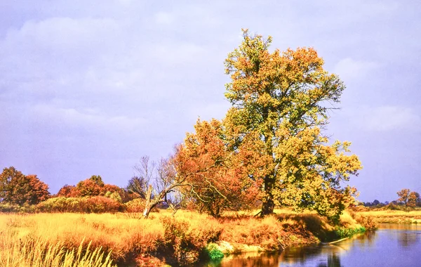 Árboles Lago Río —  Fotos de Stock