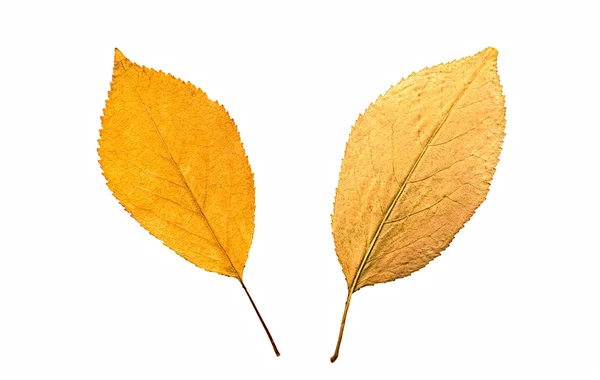 Folhas de outono — Fotografia de Stock