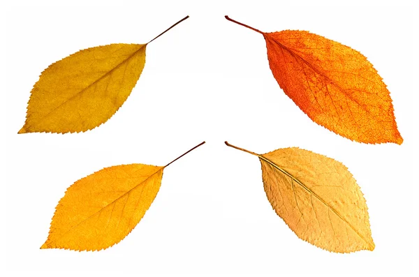 Leafes — Stock Photo, Image