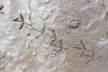 Çamurda kuş pençesi izleri var. Çapraz ayak izleri. Yukarıdan görüntüle