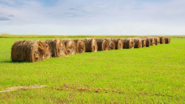 Fila Diagonal Rolos Palha Campo Verde Cortado Contra Fundo Céu — Fotografia de Stock