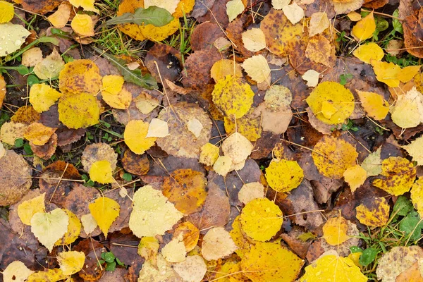 Fundo Folhas Molhadas Amarelas Castanhas Caídas Fundo Folhas Outono Colorido — Fotografia de Stock