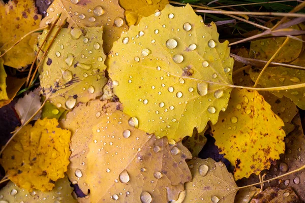 Outono Fundo Colorido Folhas Outono Caídas Amarelas Cobertas Com Orvalho — Fotografia de Stock