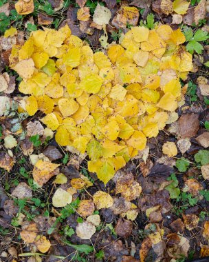 Altın huş ağacı yaprakları kalp şeklinde sonbahar mevsiminde karada yatar. Düşen sonbahar yapraklarının kalbi. Aşk konsepti. Üst görünüm