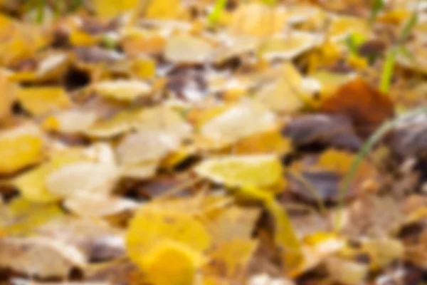 Abstrato Desfocado Outono Colorido Fundo Com Espaço Cópia Folhas Amarelas — Fotografia de Stock