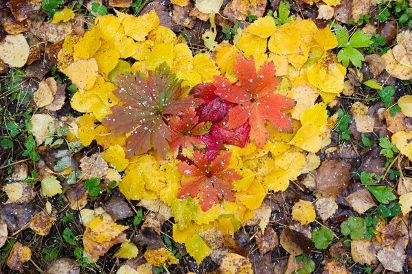 Des Feuilles Rouges Dorées Colorées Forme Cœur Trouvent Sur Terre — Photo