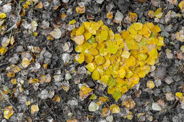 ハート型の湿った金色の白樺の木の葉は 秋の森の土地の茶色の葉にあります 秋の紅葉の心 コピースペースと愛の概念の背景 トップ表示 — ストック写真