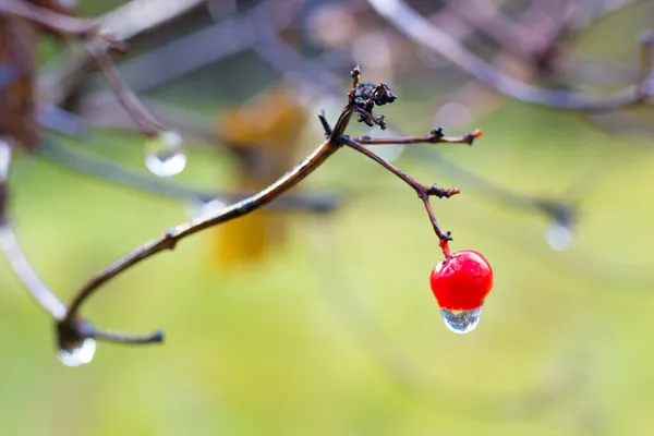 가지에 물방울이 떨어지는 가지에 열매를 곁들인 가을의 — 스톡 사진