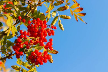 Parlak mavi gökyüzüne karşı bir demet olgun kırmızı kızılcık çileği. Kopyalama alanı olan parlak sonbahar arkaplanı