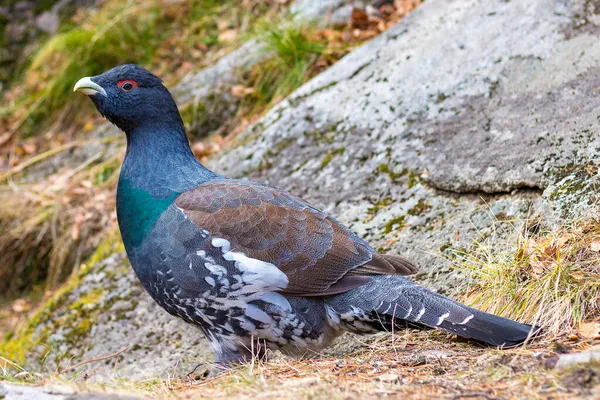 Ritratto Capercaillie Selvatico Tetrao Urogallus Maschio Nella Foresta Autunnale Siberia — Foto Stock