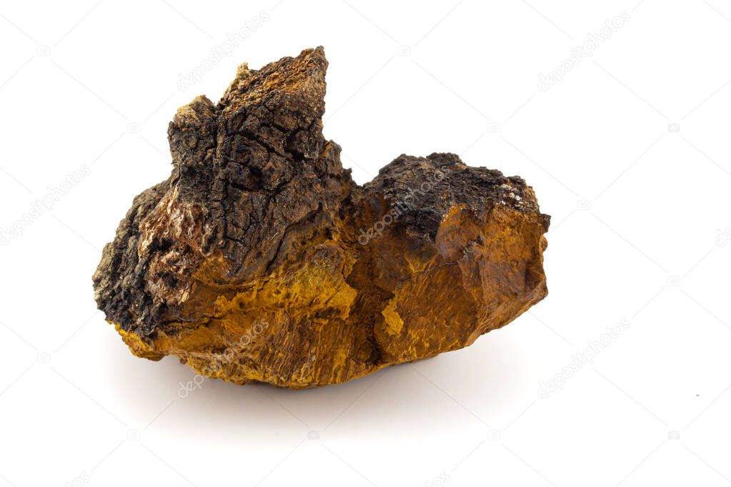 Big piece of chaga fungus isolated on white background. Birch mushroom used to prepare drinks and infusion in traditional medicine.