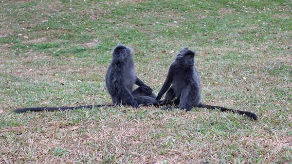 Par Monos Lánguidos Plateados Sientan Hierba Lutung Plateado Mono Hoja —  Fotos de Stock