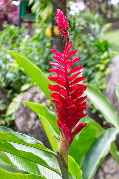 Czerwony Tropikalny Kwiat Alpinia Purpurata Wśród Zielonych Liści — Zdjęcie stockowe
