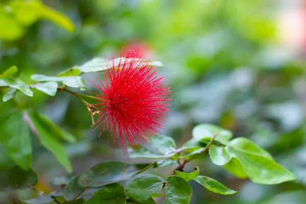 Czerwony Kwiat Pohutukawa Lub Metrosideros Rozmazanym Zielonym Tle Naturalnym — Zdjęcie stockowe