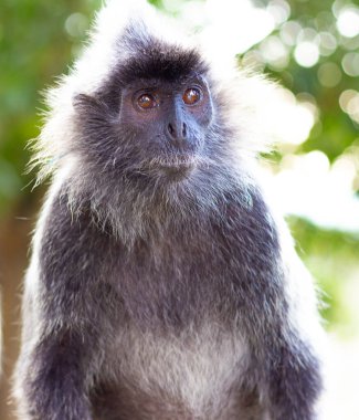 Vahşi yetişkin gümüş langur maymun portresi. Gümüş Lutung, aynı zamanda gümüş yapraklı maymun olarak da bilinir.