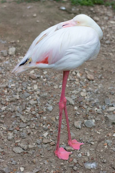 Potret Burung Flamingo Merah Muda Yang Beristirahat — Stok Foto