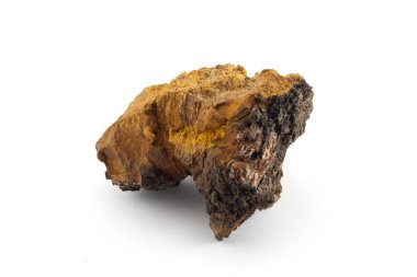 Beyaz arka planda izole edilmiş Inonotus oblikus veya chaga mantarı parçası. Alternatif tıpta içecekler ve aşılar hazırlayın. Çay ya da kahvenin yerine