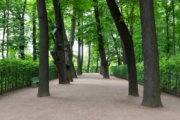 Pusta Aleja Zacienionych Parków Ogrodzie Letnim Petersburgu Rosja — Zdjęcie stockowe