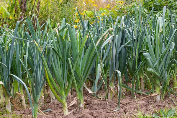 Garden Bed Leeks Summer Vegetable Garden Large Leek Stalks — Stock Photo, Image