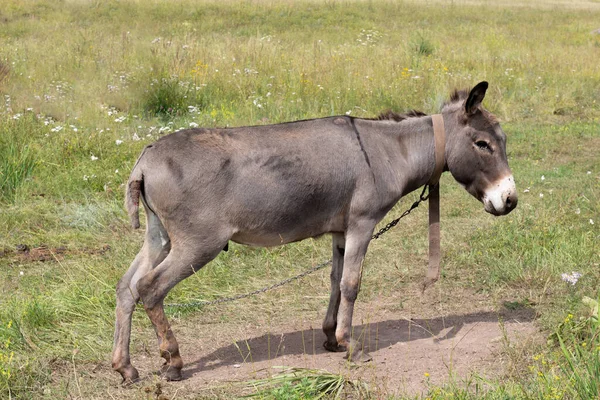 Portrait Donkey Ass Tied Chain Summer Field Farm — Stok fotoğraf