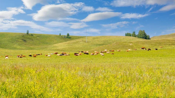 Herd Cows Graze Luscious Green Meadow Summer Sunny Day Khakassia — Stock Photo, Image