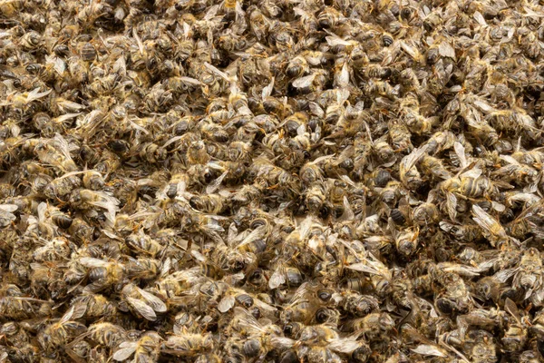 Background Dry Dead Honey Bees Used Apitherapy Use Bees Bee — Stockfoto