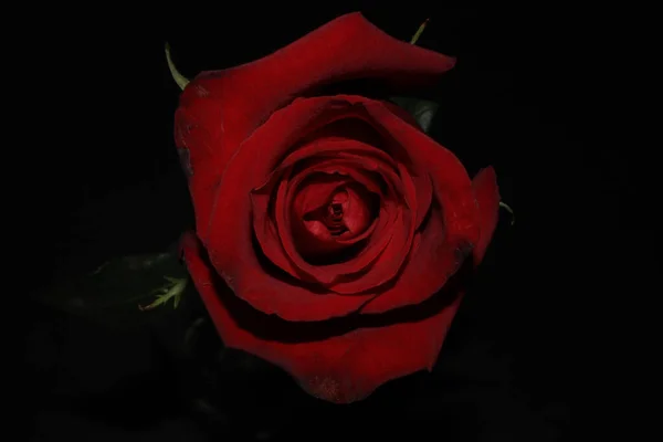 赤はバレンタインデーの恋人のためにバラ 黒い背景に赤いバラの花頭が孤立した 中央の大きな赤いバラの花の上からの眺め — ストック写真