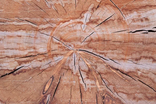 Przekrój Pnia Drzewa Pokazujący Pierścienie Wzrostu Szczegółowa Faktura Ściętego Pnia — Zdjęcie stockowe