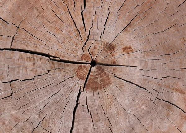 Zamknij Przekrój Pnia Drzewa Pokazując Pierścienie Roku Pęknięty Koncentryczna Tekstura — Zdjęcie stockowe