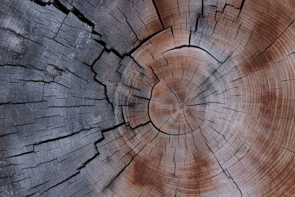 Przekrój Pnia Drzewa Pokazujący Pierścienie Wzrostu Szczegółowa Faktura Tarcicy Pęknięte — Zdjęcie stockowe
