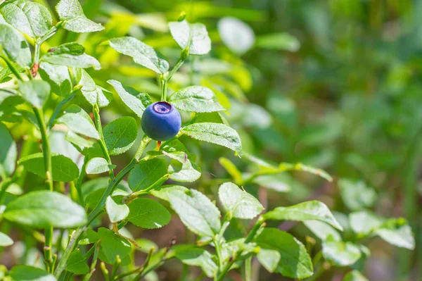 Arándanos Europeos Maduros Silvestres Arbusto Verano Bosque Soleado Vaccinium Myrtillus —  Fotos de Stock