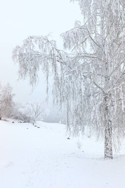 Kabarık beyaz kar ve kar ile kaplı huş ağacı. Kış manzarası