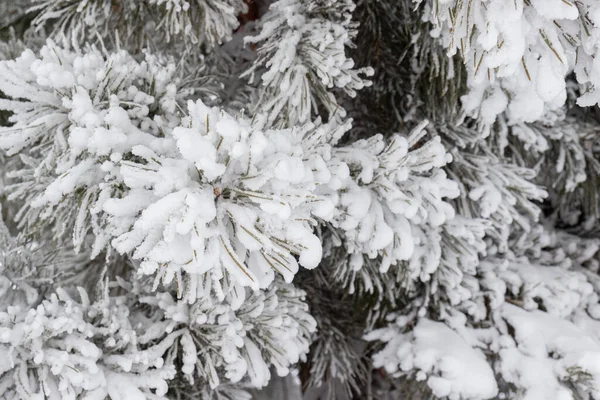 Ramo Pino Soffice Neve Bianca Brina Ferri Pino Ricoperti Neve — Foto Stock