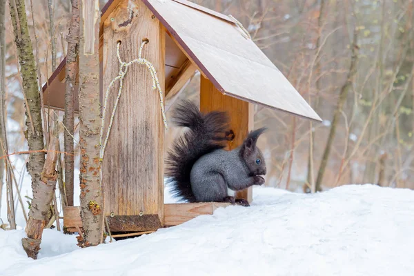 Niedliches Dunkelgraues Eichhörnchen Sitzt Auf Einem Hölzernen Vogelfutterhäuschen Und Frisst — Stockfoto