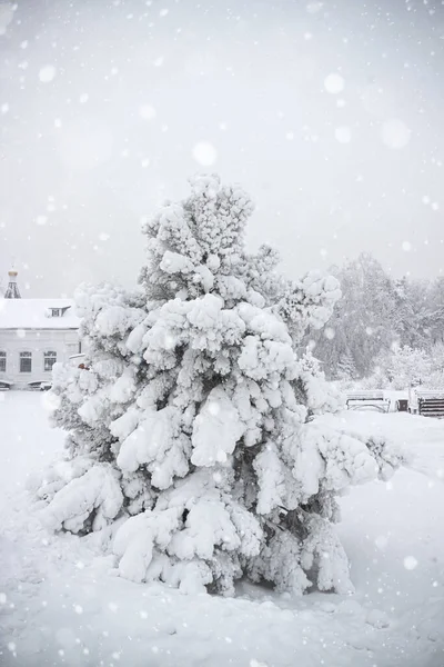 Albero Pino Coperto Soffice Neve Bianca Brina Paesaggio Invernale Con — Foto Stock