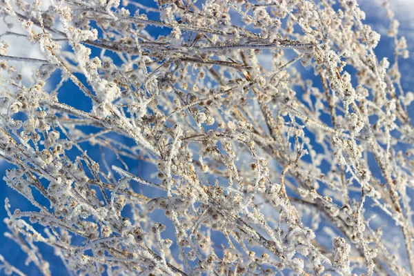 Erba Secca Bianco Hoarfrost Contro Cielo Blu Piante Congelate Invernali — Foto Stock