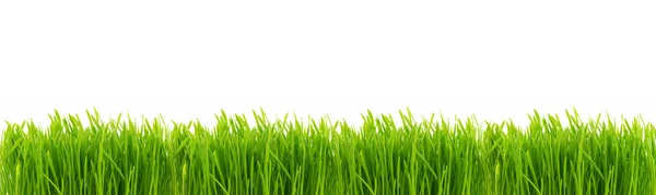 Perfekt Färsk Saftigt Gräs Isolerad Vit Bakgrund Banner Med Kopieringsutrymme Stockbild