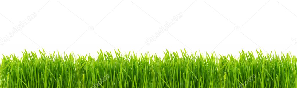 Perfect fresh juicy grass isolated on white background. Banner with copy space for spring season border. Panoramic view