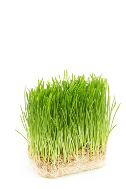 Kökleri beyaz arka planda izole edilmiş, kopyalanmış bir parça taze ot. Yeşil buğday filizlendi. Çiğ gıda diyeti ve vejetaryen konsepti. Tomurcuklanmış buğday tanelerinin süper yiyeceği..