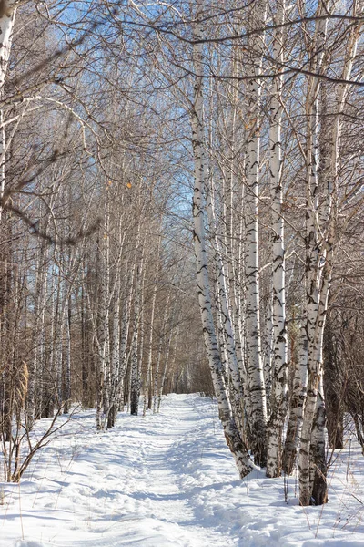 겨울에는 자작나무 걷습니다 — 스톡 사진