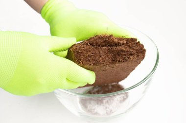 Yeşil eldivenli bir kadının elleri, kurutulmuş hindistan cevizi turbası briketini cam bir kaseye koydu. Hindistan cevizi substratı tarımda ve tarımda tohum yetiştirmek için kullanılır.